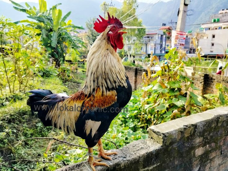 Local chicken 